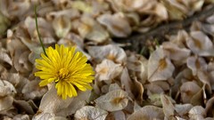 Nature Flowers macro depth