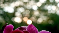 Nature Flowers macro depth