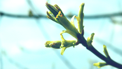 Nature Flowers macro depth