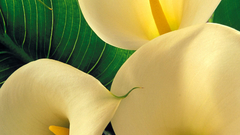 Nature Flowers macro Lilies