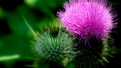 Nature Flowers macro pink