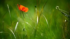 Nature Flowers macro Poppies