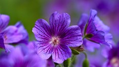 Nature Flowers macro violets