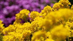 Nature Flowers macro yellow