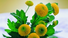 Nature Flowers Marigold