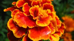 Nature Flowers Marigold macro