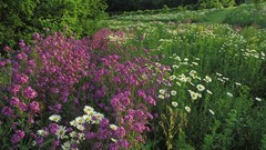 Nature Flowers meadows