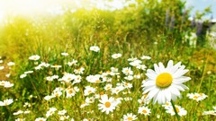 Nature Flowers meadows Daisy