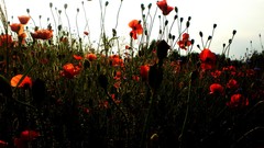 Nature Flowers meadows Poppies