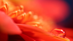 Nature Flowers orange Blur