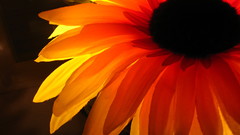 Nature Flowers orange flower