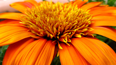 Nature Flowers orange flowers
