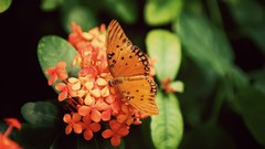 Nature Flowers orange insects