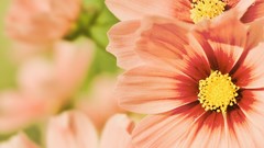 Nature Flowers orange summer