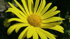 Nature Flowers outdoors brands