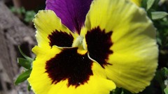 Nature Flowers pansies