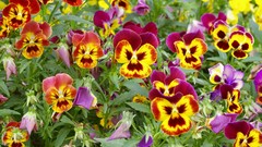 Nature Flowers pansies