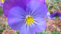 Nature Flowers pansies purple