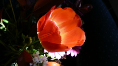 Nature Flowers photography flower