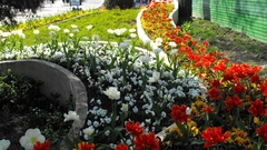 Nature Flowers photography flower