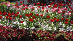 Nature Flowers photography flower