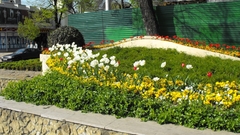 Nature Flowers photography flower