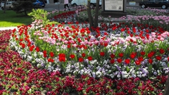 Nature Flowers photography flower