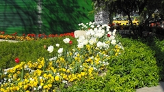 Nature Flowers photography flower