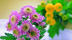 Nature Flowers photography flower