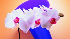 Nature Flowers photography flower