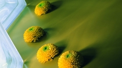 Nature Flowers photography flower