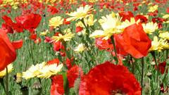 Nature Flowers photography Plants