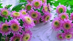 Nature Flowers photography Plants