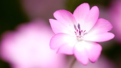Nature Flowers pink depth