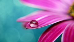 Nature Flowers pink deviantart