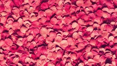 Nature Flowers pink flower