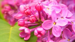 Nature Flowers pink flowers