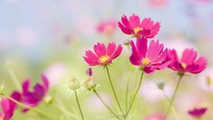 Nature Flowers pink flowers