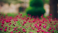 Nature Flowers pink flowers