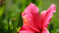 Nature Flowers pink leaves