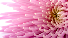 Nature Flowers pink macro