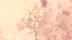 Nature Flowers pink macro