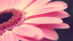 Nature Flowers pink macro