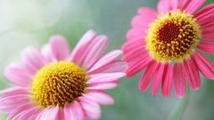 Nature Flowers pink macro