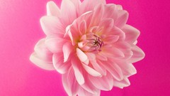 Nature Flowers pink Plants