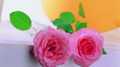 Nature Flowers pink roses