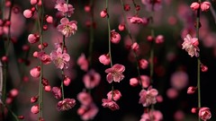 Nature Flowers pink spring