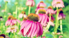 Nature Flowers pink summer