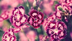 Nature Flowers pink Sweet