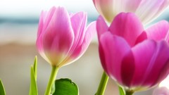 Nature Flowers pink tulips